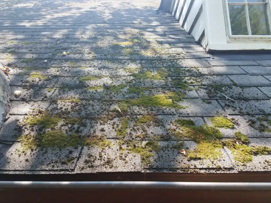 Closeup of moss growth on roof causing shingle granule loss