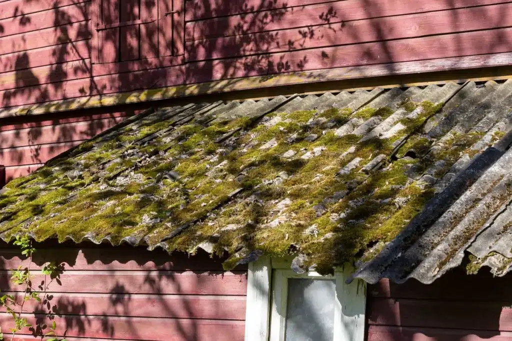 old red sided house roof with years built up moss on it