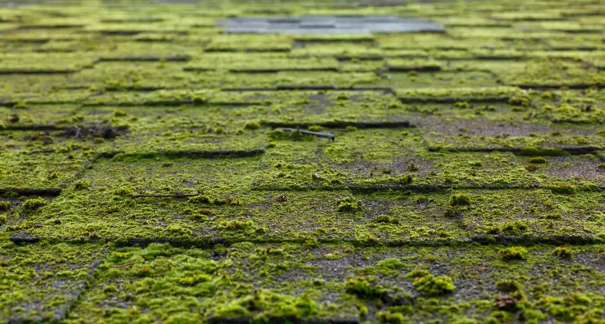 close up of mossy shingles
