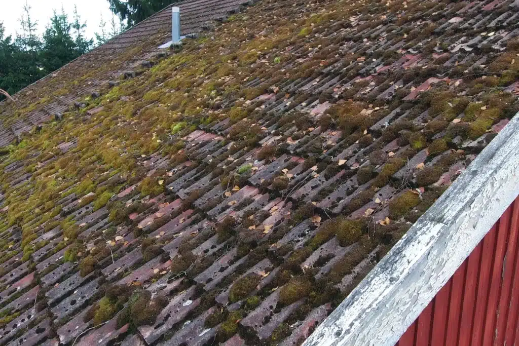 moss on a tile roof